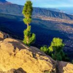 1 tenerife private tour teide and flavors of the north Tenerife Private Tour: Teide and Flavors of The North