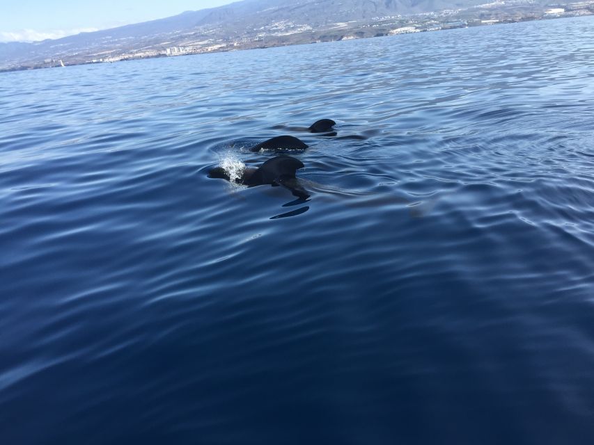 Tenerife: Sailing Excursion With Whale and Dolphin Watching