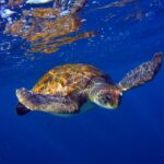 1 tenerife snorkel with turtles Tenerife: Snorkel With Turtles