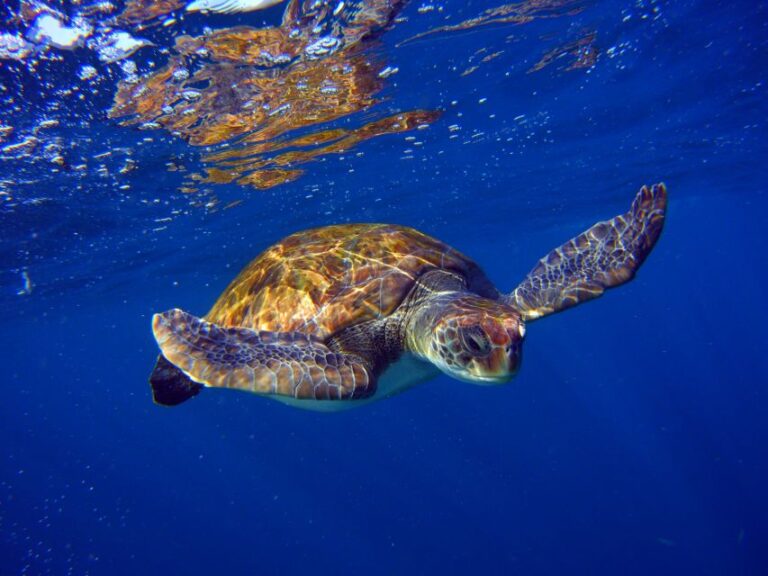 Tenerife: Snorkel With Turtles