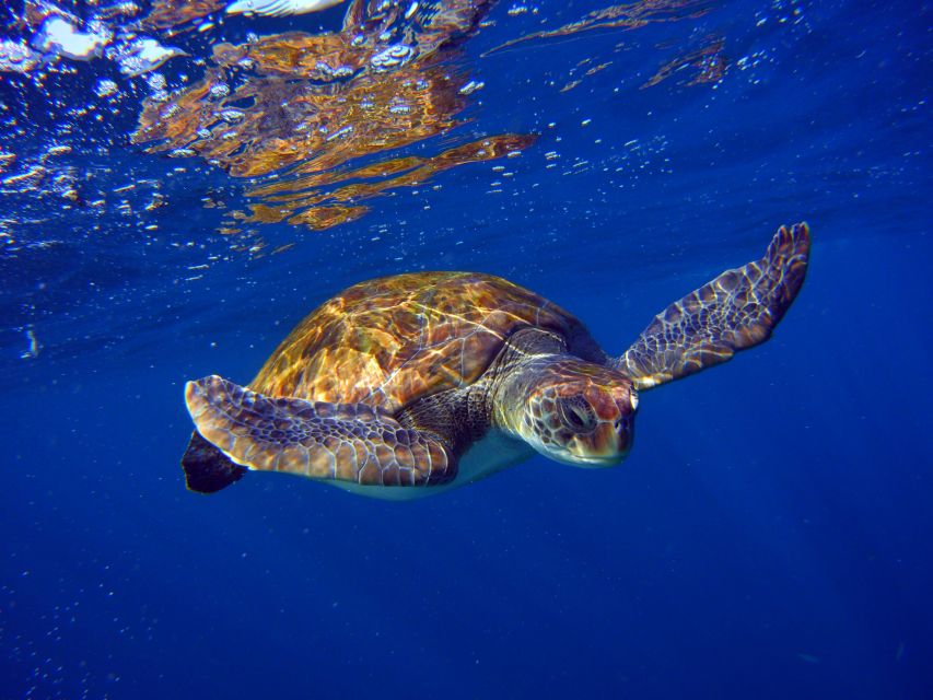 1 tenerife snorkel with turtles Tenerife: Snorkel With Turtles