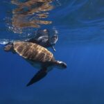 1 tenerife turtle bay snorkel discovery with video Tenerife: Turtle Bay Snorkel Discovery With Video