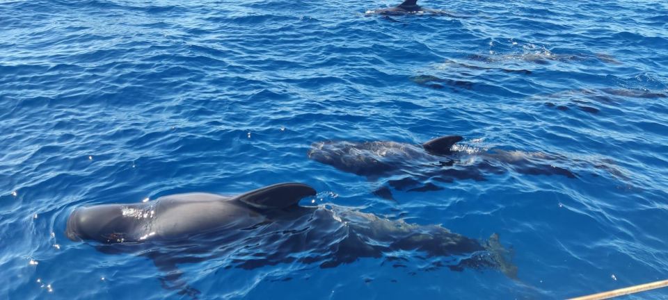 1 tenerife whale watching and snorkeling yacht trip 2 Tenerife: Whale Watching and Snorkeling Yacht Trip