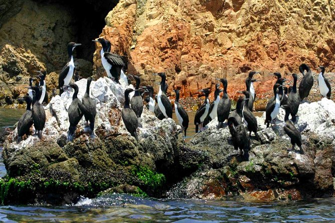 The Ballestas Islands Tour & Paracas National Reserve – From Lima