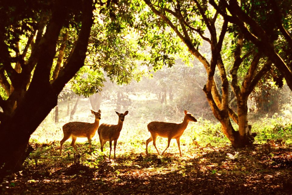 The Best Easy Trek Cuc Phuong National Park