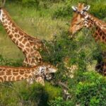 1 the kruger national park full day tour The Kruger National Park - Full Day Tour