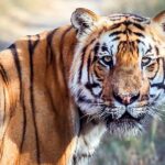 1 tiger tracking nepal chitwan national park Tiger Tracking Nepal (Chitwan National Park)