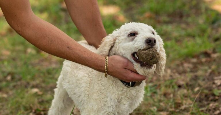 Truffle Experience & Wine Brunch in the Cellar