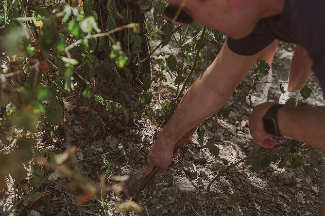 1 truffle hunt in tuscany Truffle Hunt in Tuscany