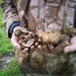 1 truffle hunting Truffle Hunting