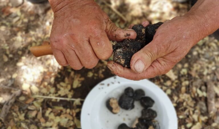 Truffle Hunting, Culinary & Wine Celebration From Heraklion