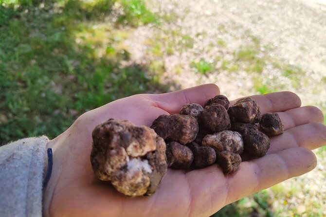 1 truffle hunting in the sicani mountains a unique experience in sicily Truffle Hunting in the Sicani Mountains: a Unique Experience in Sicily