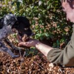 1 truffle hunting in tuscany with lunch in the cellar Truffle Hunting in Tuscany With Lunch in the Cellar