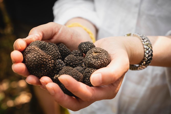 1 truffle picking experience with 3 course lunch in chianti hills Truffle Picking Experience With 3 Course Lunch in Chianti Hills