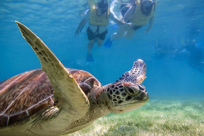 Turtle Bay Express Private Tour From Riviera Maya  – Playa Del Carmen