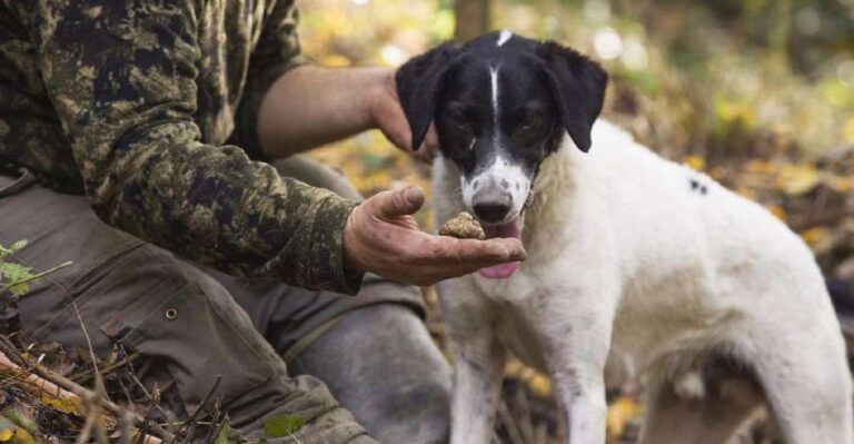 Tuscany: Truffle Hunting and Meal at a Winery