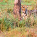 1 two night tiger safari experience at tadoba national park transfers from nagpur Two Night Tiger Safari Experience at Tadoba National Park &Transfers From Nagpur
