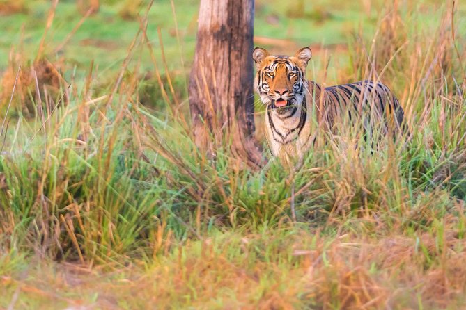 Two Night Tiger Safari Experience at Tadoba National Park &Transfers From Nagpur
