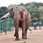 1 ultimate elephant sanctuary tour Ultimate Elephant Sanctuary Tour