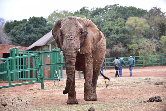1 ultimate elephant sanctuary tour Ultimate Elephant Sanctuary Tour