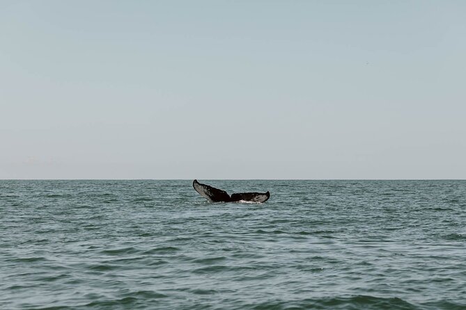 Uvita: Whalewatching Experience in Costa Rica