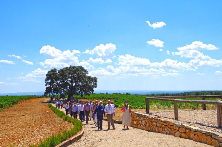 Valencia: Winery Visit With Vineyard Tour & Wine Tasting