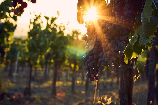 Verona Area: Wine Tasting Experience in Valpolicella