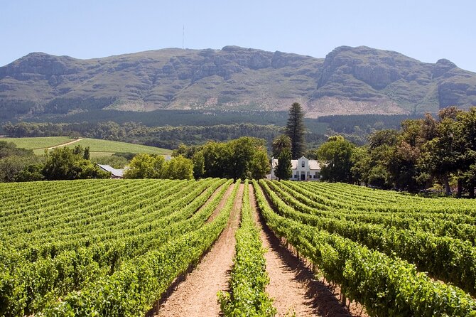 1 vineyard voyages private tour in cape town to stellenbosch Vineyard Voyages Private Tour in Cape Town to Stellenbosch