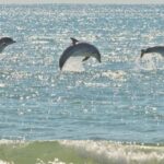 1 virginia beach dolphin stand up paddleboard tour Virginia Beach: Dolphin Stand-Up Paddleboard Tour