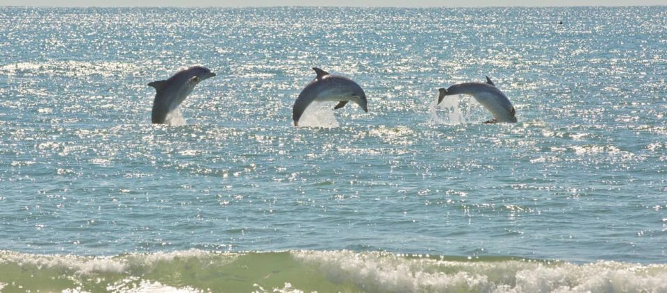 1 virginia beach dolphin stand up paddleboard tour Virginia Beach: Dolphin Stand-Up Paddleboard Tour