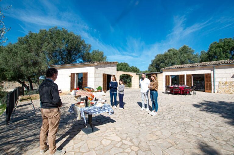 Visit of the Olive Grove, Olive Oil Tasting and Snack