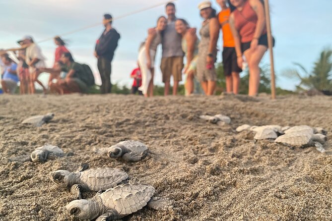 Visit Tortuguero Camp & Turtle Release