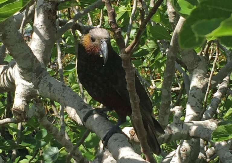 Waiheke Island: Private Guided Te Ara Hura 5-Day Walk