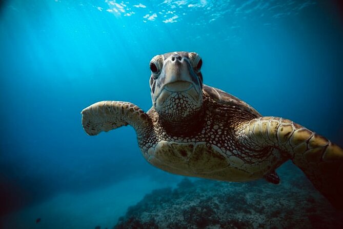 1 waikiki small group turtle snorkeling sailing Waikiki Small Group Turtle Snorkeling & Sailing