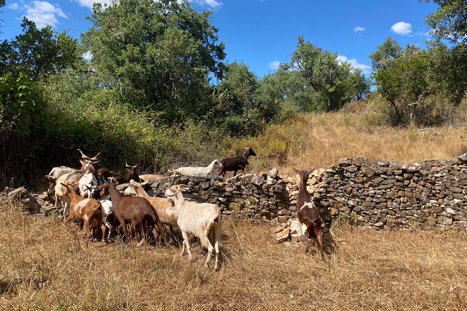 Walk in the Hills With Goat Herder-Local Honey, Wine and Cheese Tasting