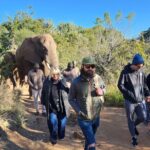 1 walk with elephants experience for seniors or families with baby Walk With Elephants Experience for Seniors or Families With Baby