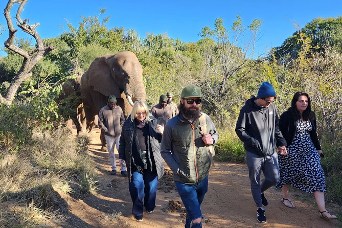 Walk With Elephants Experience for Seniors or Families With Baby