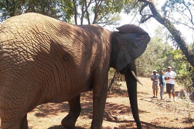 Walk With Elephants in Their Natural Environment - Discover Their Natural Habitat