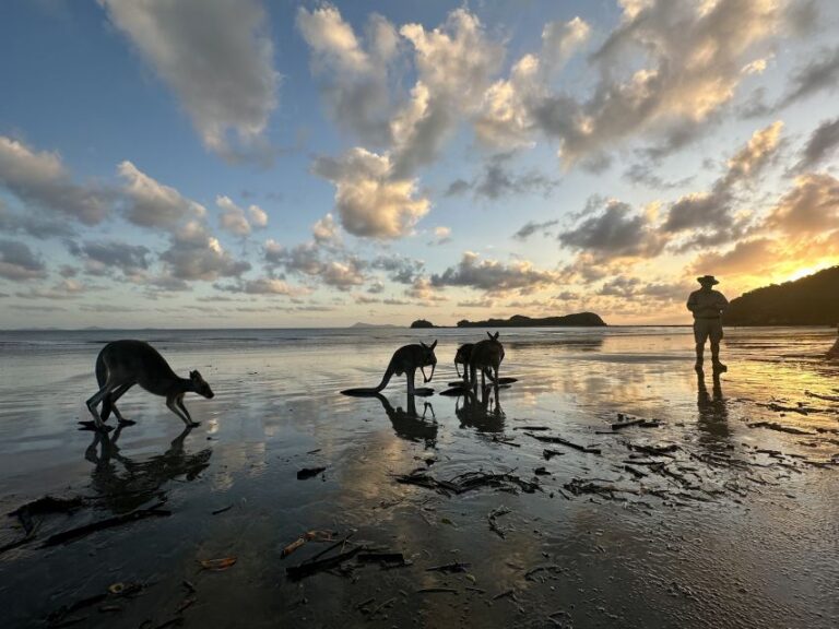 Wallabies on the Beach Sunrise Trip From Mackay