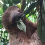 1 waterfall hike and sloth spotting from guanacaste playa hermosa Waterfall Hike and Sloth Spotting From Guanacaste - Playa Hermosa