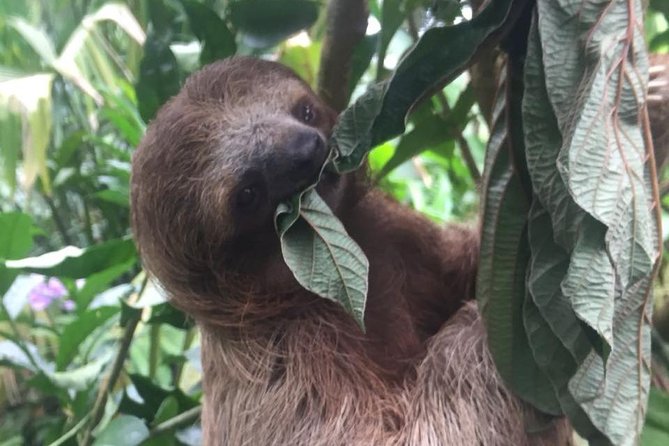 1 waterfall hike and sloth spotting from guanacaste playa hermosa Waterfall Hike and Sloth Spotting From Guanacaste - Playa Hermosa