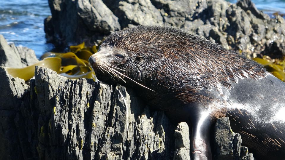 1 wellington half day seal coast safari Wellington: Half Day Seal Coast Safari