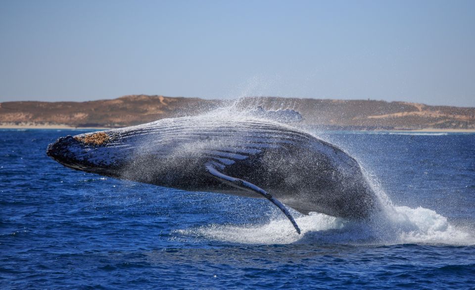 1 western australia swim with humpback whales Western Australia: Swim With Humpback Whales