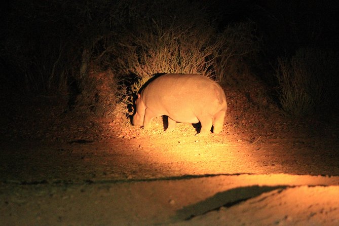 Western Cape Small-Group Night Safari