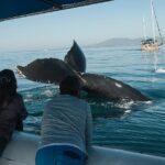 1 whale and dolphin watching with a biologist in puerto vallarta Whale and Dolphin Watching With a Biologist in Puerto Vallarta