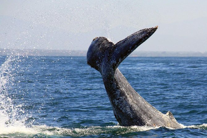 Whale & Dolphin Watching Cruise in Puerto Vallarta All Inclusive