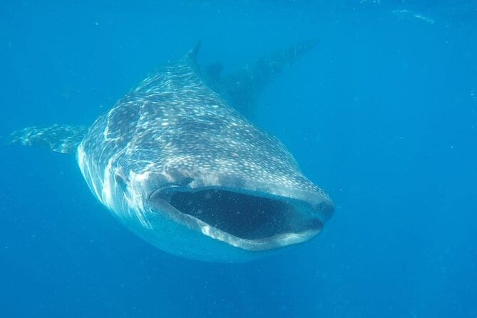 Whale Shark Adventure in Isla Mujeres and Cancun
