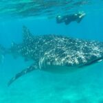 1 whale shark and snorkeling adventure from isla holbox Whale Shark and Snorkeling Adventure From Isla Holbox