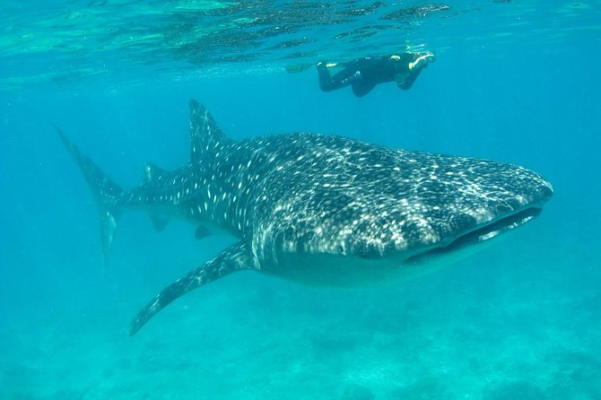1 whale shark and snorkeling adventure from isla Whale Shark and Snorkeling Adventure From Isla Holbox