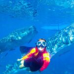 1 whale shark swimming tumalog falls and kawasan canyoneering Whale Shark Swimming, Tumalog Falls and Kawasan Canyoneering
